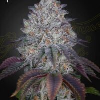 King's Tart Feminised Seeds - 3