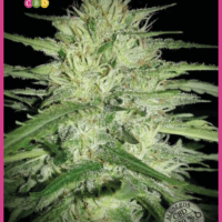 Juanita La Lagrimosa CBD Feminised Seeds - 3