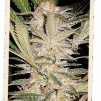 S.A.D. F1 FAST Version Feminised Seeds - 3