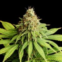 Hellfire OG Feminised Seeds - 25