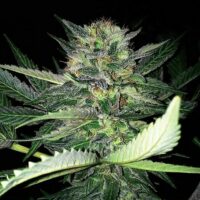 Critical Lights Feminised Seeds - 1