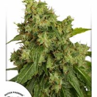 Xtreme Auto Feminised Seeds - 3