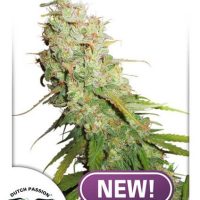 Desfran Auto Feminised Seeds - 1