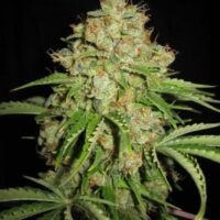 White Russian Auto Feminised Seeds - 3