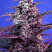 Bloody Skunk Auto Feminised Seeds - 3