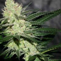 Pucker Punch Regular Seeds - 6