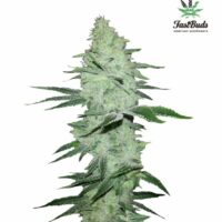 Six Shooter Auto Feminised Seeds - 5