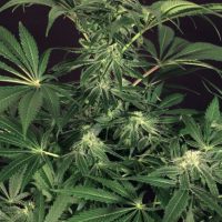 Green Gummy Feminised Seeds - 3
