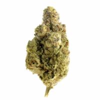 Magic OG Kush Feminised Seeds - 3