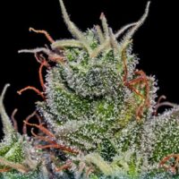 Supercheese Feminised Seeds - 3