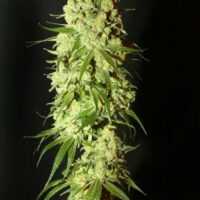 Cannatonic Feminised Seeds - 3
