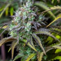 Original Big Bud Auto Feminised Seeds - 10