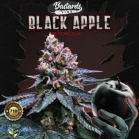 Black Apple Hitchcock Feminised Seeds - 2