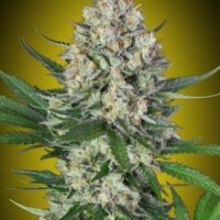Lemon OG Feminised Seeds - 3