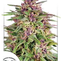 Frisian Dew Feminised Seeds - 10