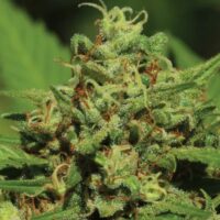 Emerald Fire OG Auto Feminised Seeds - 5