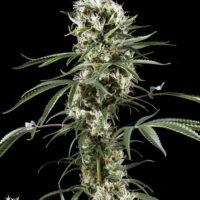 Super Lemon Haze Feminised Seeds - 10