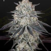 Fullgas Feminised Seeds - 3