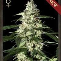 Skunk Auto Feminised Seeds - 3