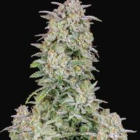 Forbidden Runtz Auto Feminised Seeds - 1