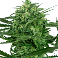 Sensi Amnesia Feminised Seeds - 3