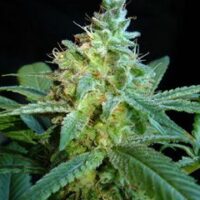 Mataro Blue Feminised Seeds-10