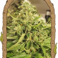 Exotic Pure CBG Feminised Seeds - 3