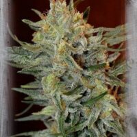 Amnesia Lemon Kush Feminised Seeds - 1