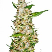 Skunk #1 Auto Feminised Seeds - 5