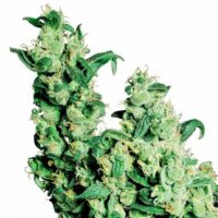 Jack Herer Feminised Seeds - 3