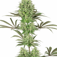 Double Banana Kush Feminised Seeds - 3