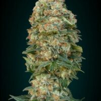 Afghan Skunk Feminised Seeds - 1