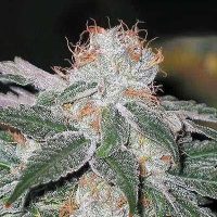 Dubble Bubble Feminised Seeds - 1