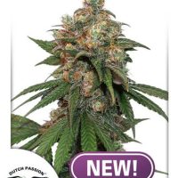 HiFi 4G Feminised Seeds - 1