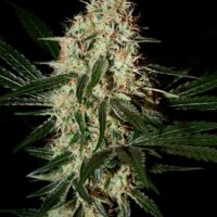 Arjan's Haze #3 Feminised Seeds - 3