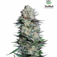 Mexican Airlines Auto Feminised Seeds - 1