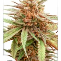 Durban Dew Feminised Seeds - 3