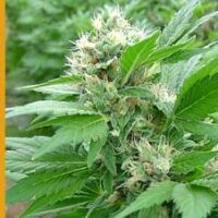 Magic Bud Feminised Seeds - 10