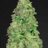 CBD 20:1 Auto Feminised Seeds - 1