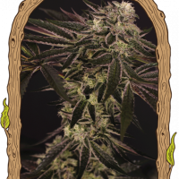 Purple Shot Feminised Seeds - 3