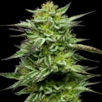 Mountaintop Mint Feminised Seeds - 3