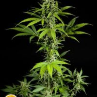 Fraggle Skunk Auto Feminised Seeds - 3