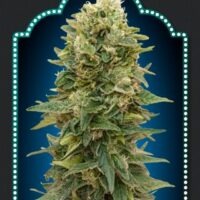 Female Mix Feminised Seeds - 20