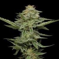 Pistachio Feminised Seeds - 3