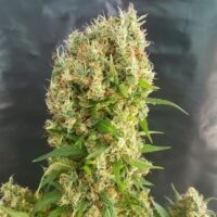 Chemdog Gorilla Feminised Seeds - 1