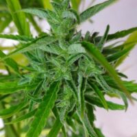 Thai Regular Seeds - 5