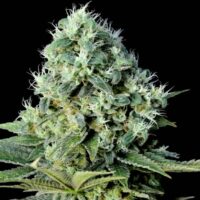 Santa Bilbo Feminised Seeds - 1