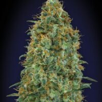 Blueberry Feminised Seeds - 3