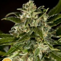 Cheesy CBD Auto Feminised Seeds - 5