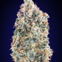 Blueberry FAST Feminised Seeds - 3